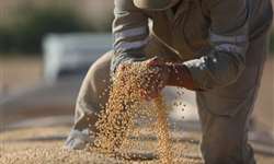 EUA: milho tem leve alta; soja emendou sua terceira queda seguida