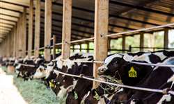 O cânhamo pode ser destinado a rações de vacas leiteiras?