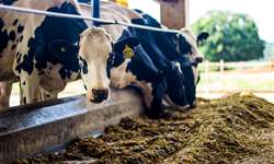 E-Book gratuito: alimentos alternativos para dietas de vacas leiteiras