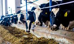 Lisina protegida pode aumentar a produção de leite?