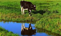 Emater/RS: produção de leite apresenta estabilidade e tendência de aumento