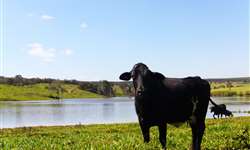 Nutrição e qualidade da água para bovinos