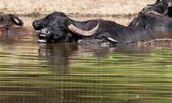 Leite de búfala, uma oportunidade para pequenos produtores