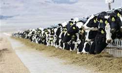 Como planejar alimentação para vacas leiteiras no inverno