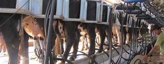 EUA: jovens ordenham 3500 vacas em 28h para chamar atenção para o trabalho rural