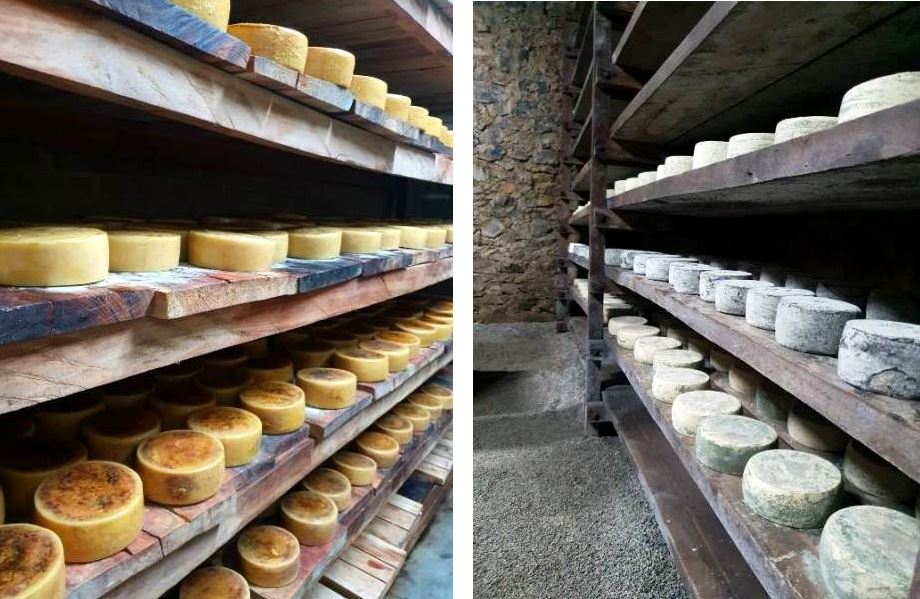 queijos goiás