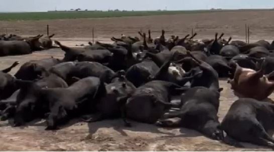 10 mil animais morrem calor 