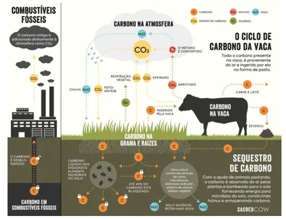 Armazenamento de carbono nos diferentes ecossistemas da Terra.