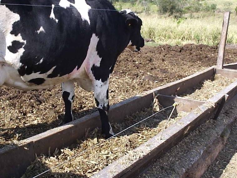 vaca no cocho 