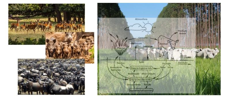 O sistema clima-solo-planta-animal e a mimetização da natureza.