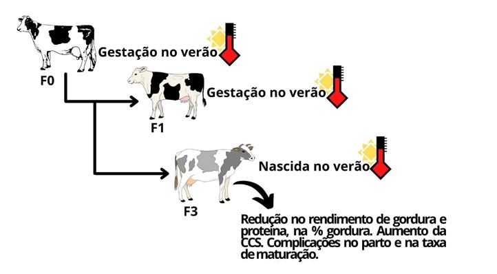 Efeito do período gestacional das ancestrais maternas (F0 e F1) sob a prole F3.