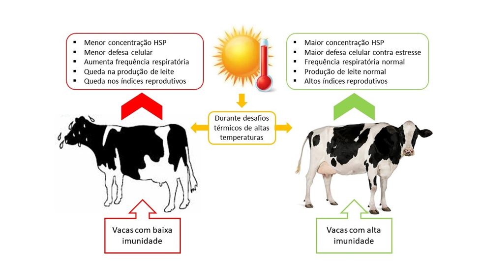  Vacas que apresentam alta resposta imunológica em condições de elevadas temperaturas