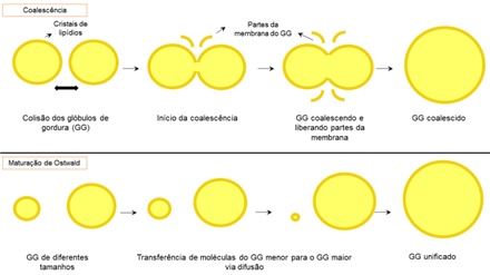 Representação esquemática da coalescência de glóbulos de gordura e da maturação de Ostwald.