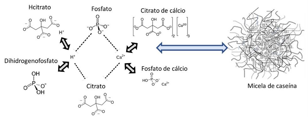 Simulação da interação dos íons, formados pelos estabilizantes durante o aquecimento, com a caseína (proteína do leite).