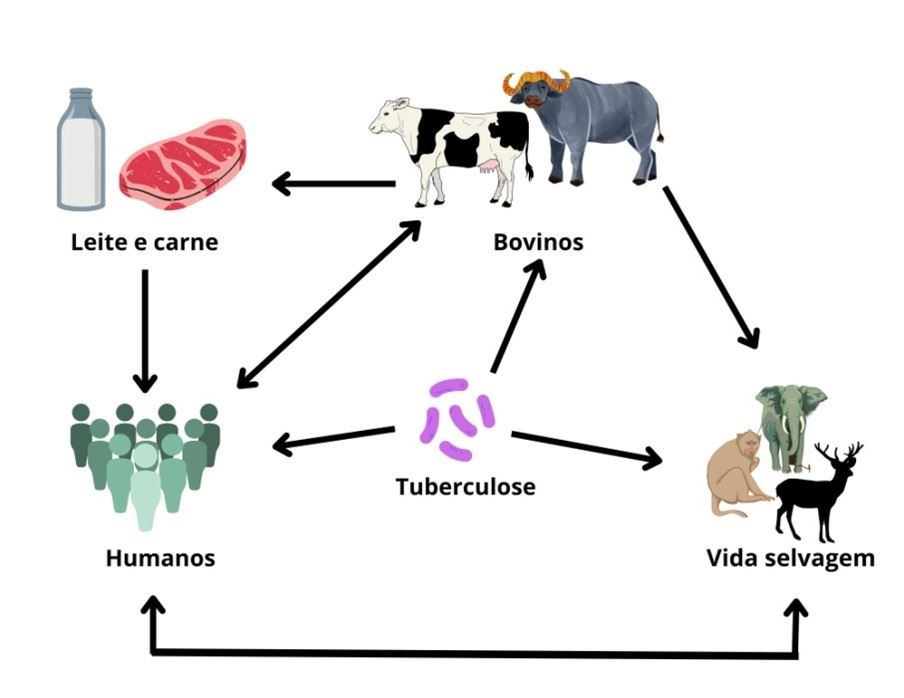 Transmissão da Tuberculose entre os animais.