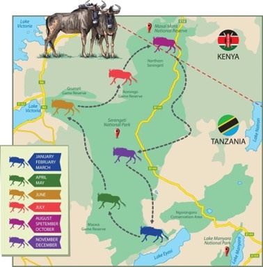 Migração animal ao longo do ano: o exemplo dos gnus do Serengeti