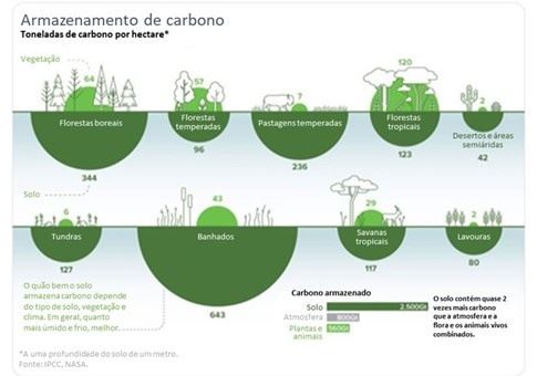 Armazenamento de carbono nos diferentes ecossistemas terrestres