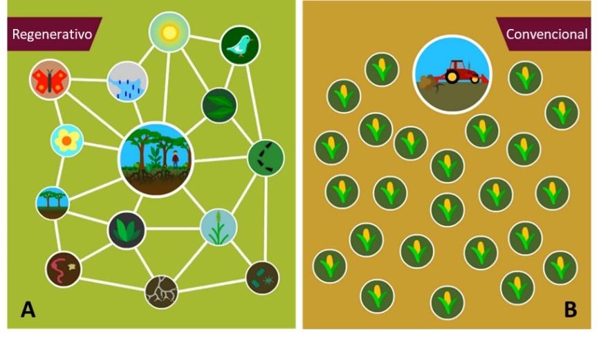 Relações entre componentes dos ecossistemas, segundo o enfoque produtivo: Regenerativo (A) e Convencional (B).