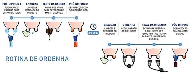 Rotina de ordenha