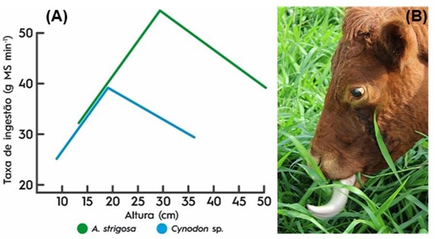 Taxa de ingestão