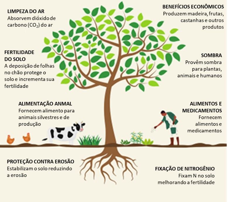 Benefícios da integração de árvores nos sistemas produtivos