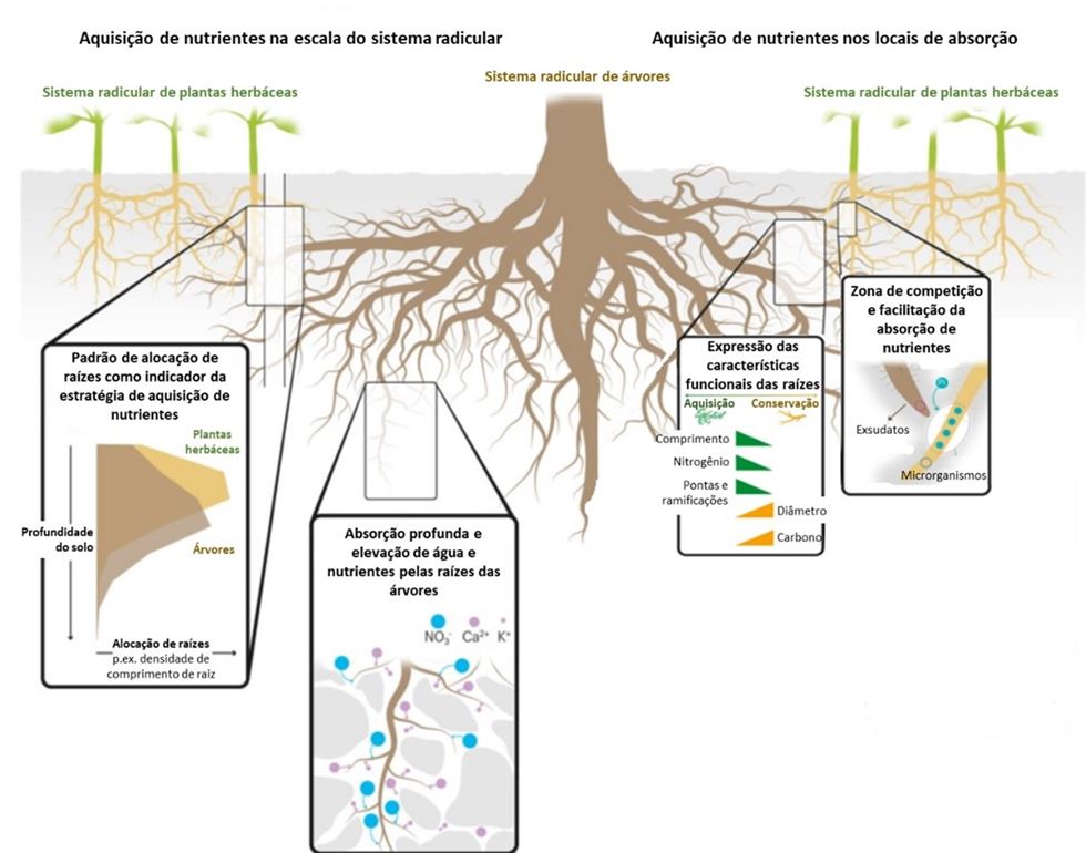 Estratégias de aquisição e distribuição de água e nutrientes pelas raízes no sistema radicular como um todo (esquerda) e em locais específicos (direita)