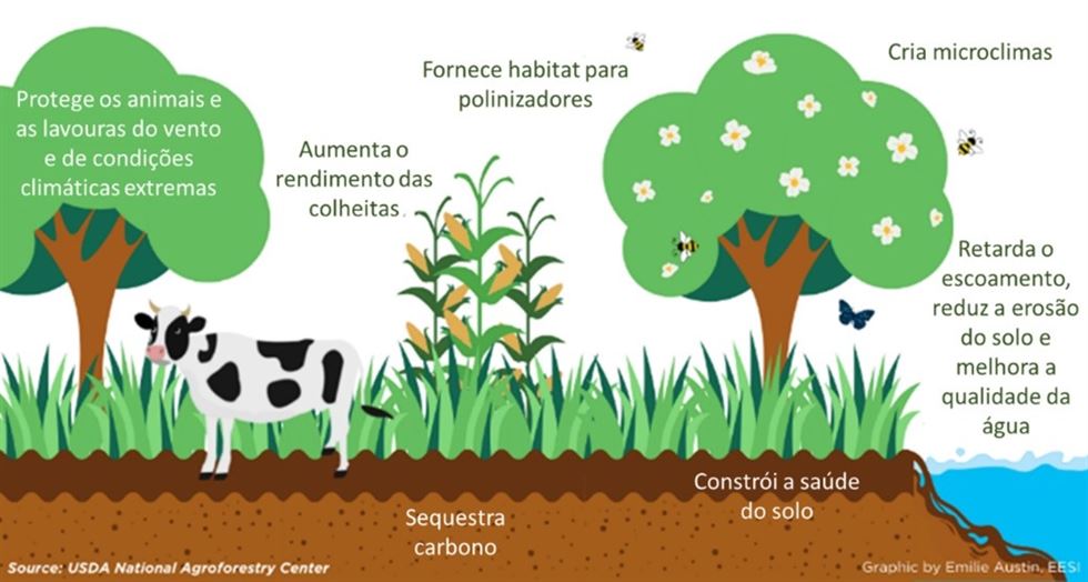 Nichos e benefícios do componente arbóreo em agroecossistemas