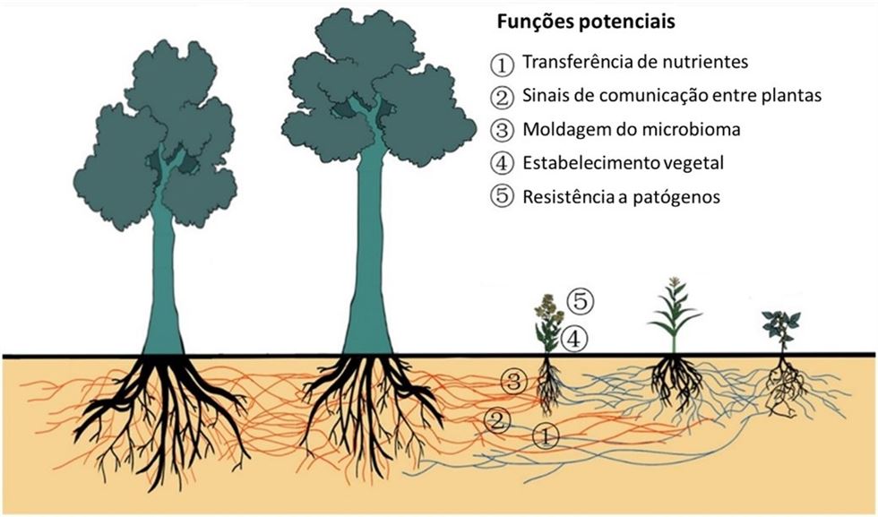 Efeito das árvores nas comunidades vegetais