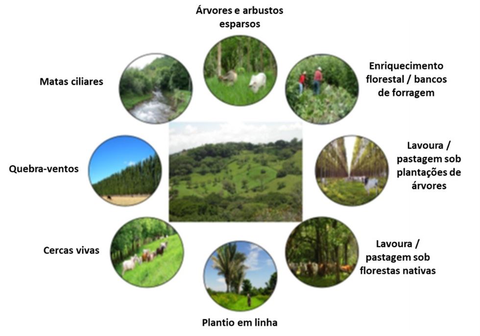 Formas de inserção de árvores / tipos de sistemas agroflorestais.
