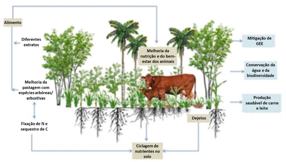 Efeitos positivos da produção de carne e leite integrada com árvores