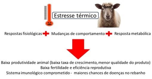 Resposta ao estresse térmico em ovelhas
