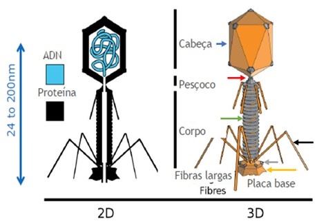 Morfologia de um fago
