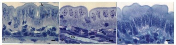 Comparações do epitélio intestinal antes e depois da colostragem. 