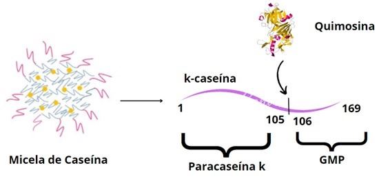 Esquema da atuação da quimosina na k-caseína.