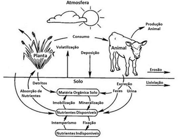 Relações solo-planta-animal-atmosfera em sistemas pastoris.