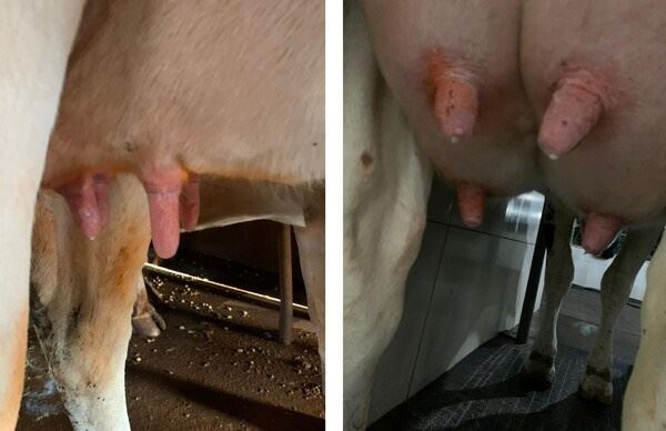 Anelamento de teto em vaca leiteira.