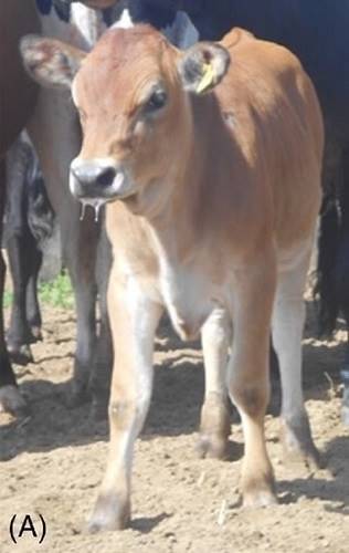 vaca transgênica