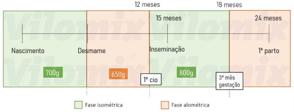 Representação do desenvolvimento da novilha leiteira, desde o nascimento até o primeiro parto, destacando metas de GMD conforme a fase em que se encontra para controle do desenvolvimento da glândula mamária sem acúmulo de gordura.
