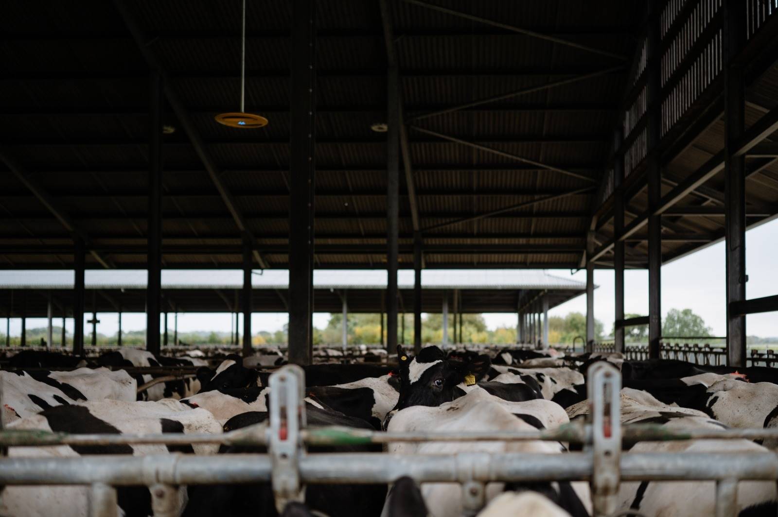 NEDAP monitoramento de vacas
