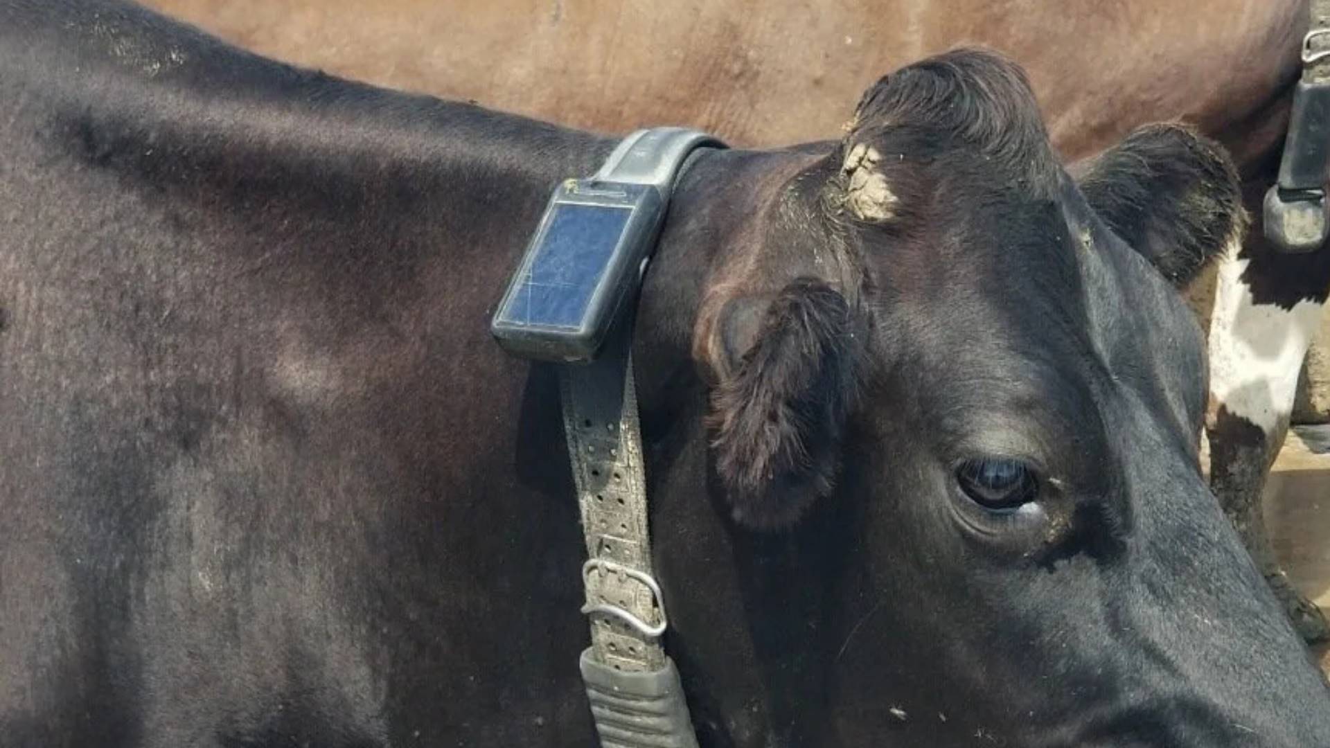 Startup de coleiras inteligentes para vacas atrai investimento bilionário nos EUA