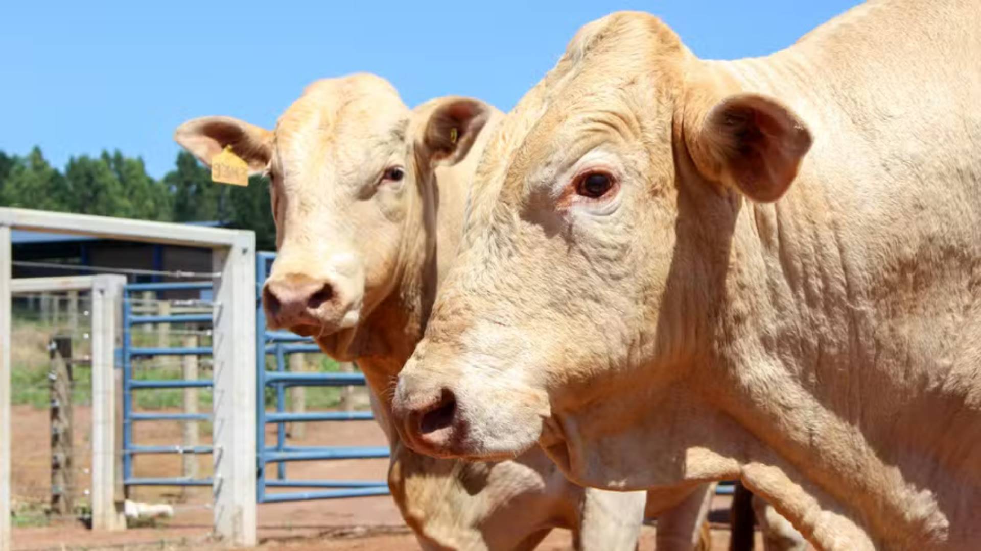 Touros da raça Canchim são reconhecidos com selo de genética beef-on-dairy
