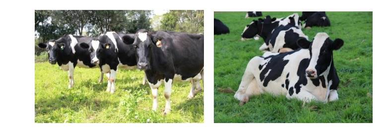 Você utiliza o TPI como critério na seleção e compra de sêmen?