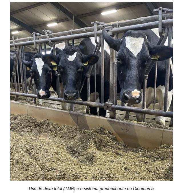 produção de leite na Dinamarca