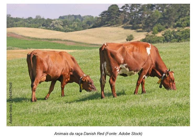 produção de leite na Dinamarca