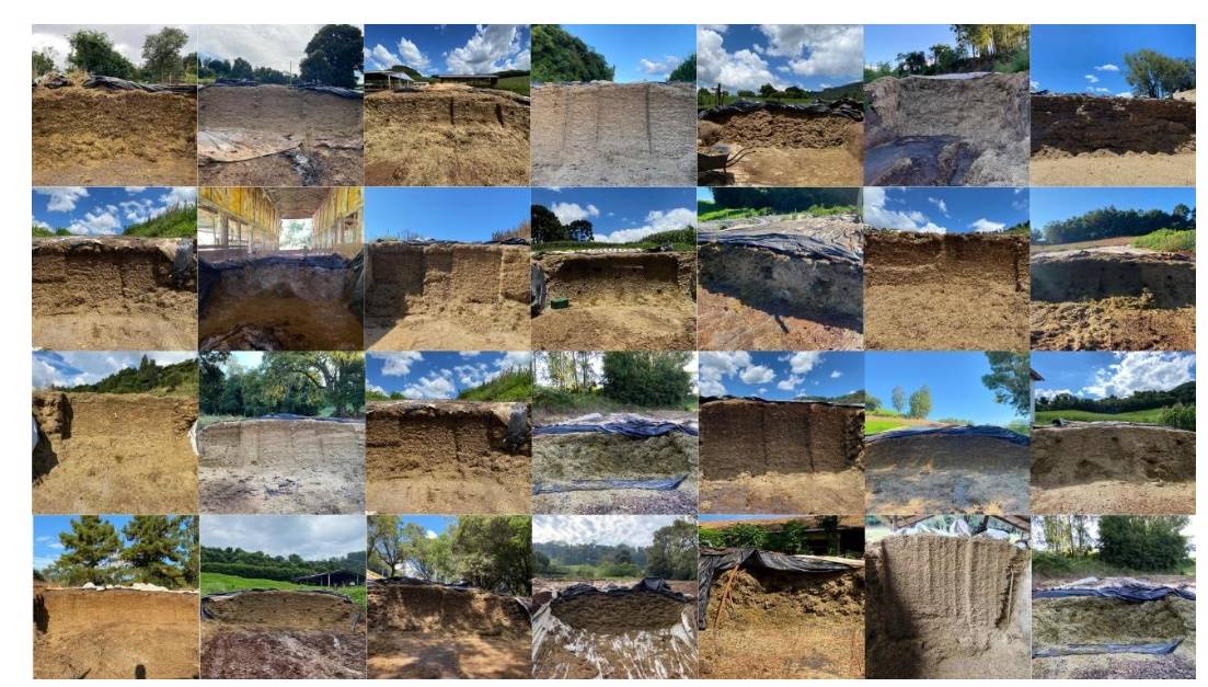 silagem de trigo para gado leiteiro