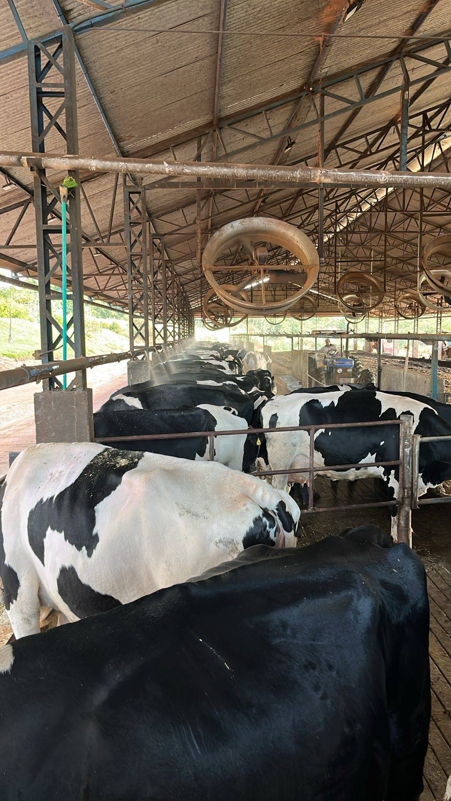 fazenda coqueiros