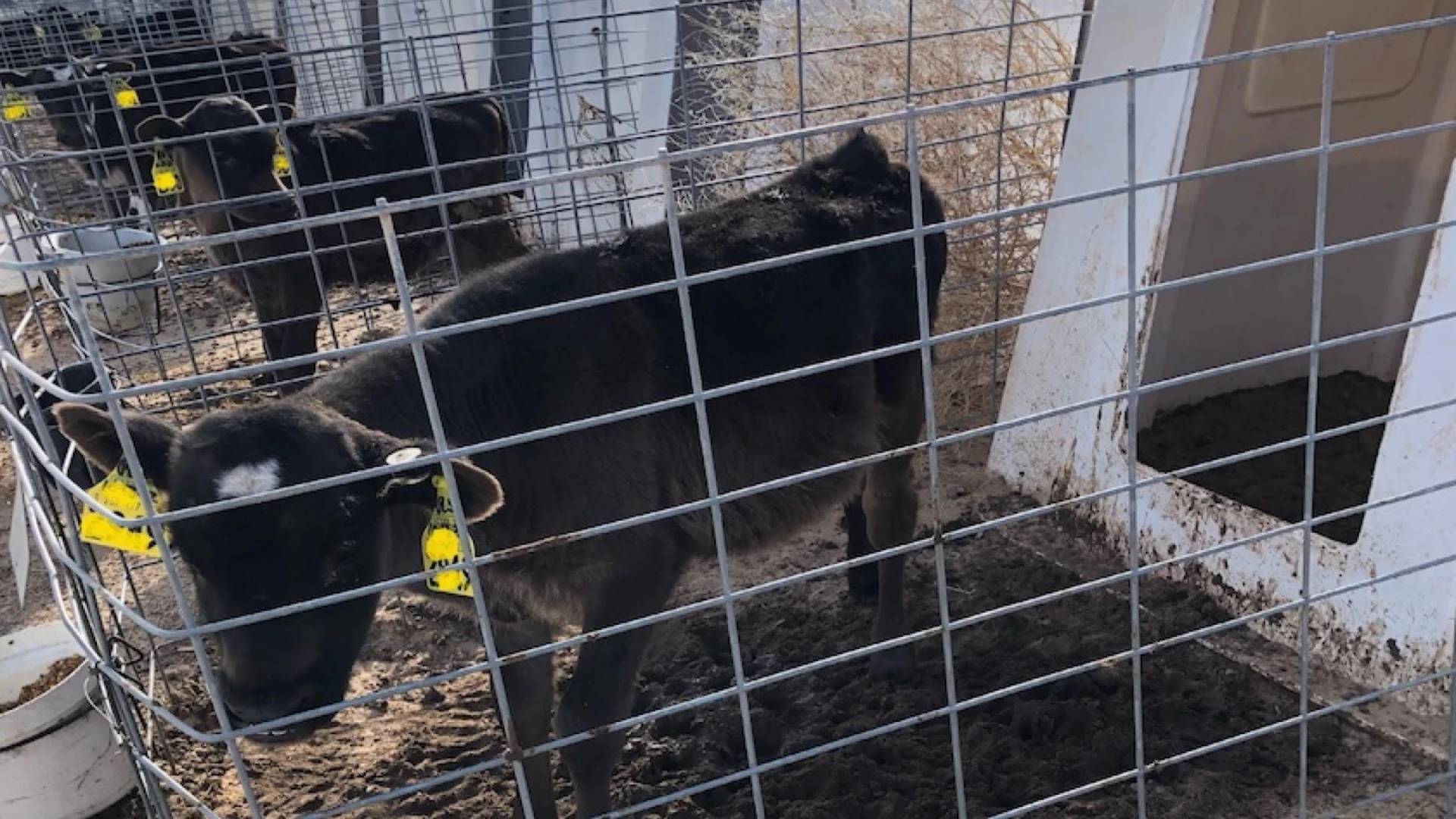 Bezerros beef-on-dairy podem ter menos diarreia que Holandeses, mostra nova pesquisa