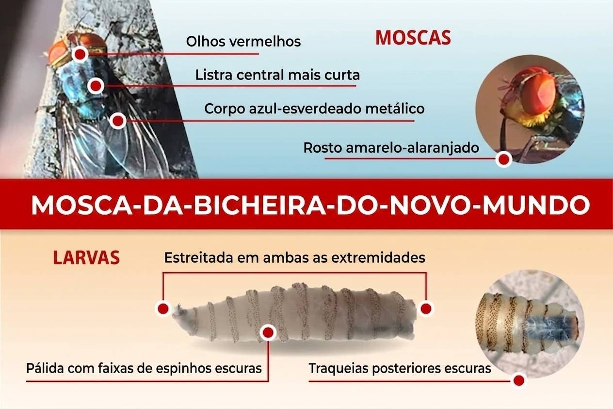 Novo caso de bicheira do Novo Mundo acende alerta na indústria leiteira dos EUA