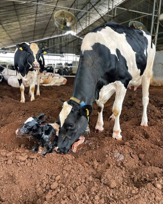 Fazenda Avelan - Sergipe
