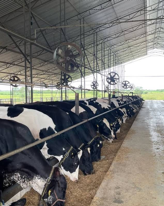 Fazenda Avelan - Sergipe